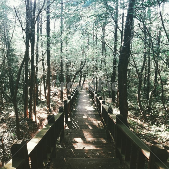자연,풍경,산,나무,감성,자연,풍경,nature,landscape,휴식,힐링,rest,relaxation,healing,bridge,다리,building,건물