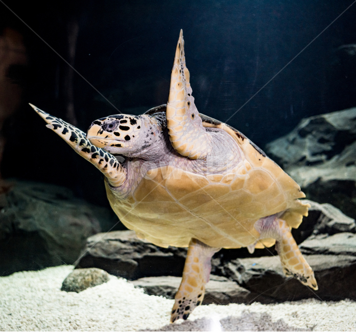바다거북,거북,아쿠아리움,수족관,바다,동물,animal,파충류,양서류,reptile,amphibian