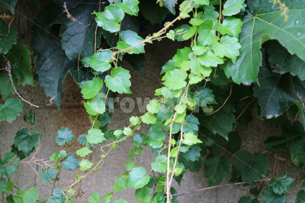 덩쿨,vine,식물,plant,새잎,새싹,자연,야외