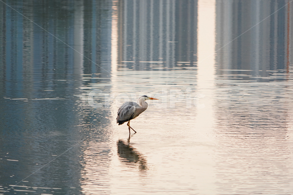 animal,동물,bird,새,waterfowl,물새,stork,황새