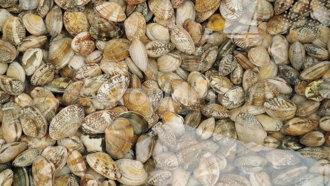 바지락,조개,수산물,어패류,해물,생바지락,국거리,먹거리,음식,푸드,seafood,food,수산시장,어시장,해산물,식자재,식재료,국내산,토종,국산,동물,해양생물,배경,바탕,백그라운드,shellfish,clam,animal,무척추동물,seashell,싱싱한,신선한,fresh,수산물,해산물,fishery products,seafood