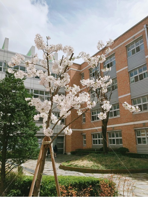 cherryblossom,학교,벚꽃,blossom,꽃,식물,봄,봄,계절,spring,season,꽃,flower
