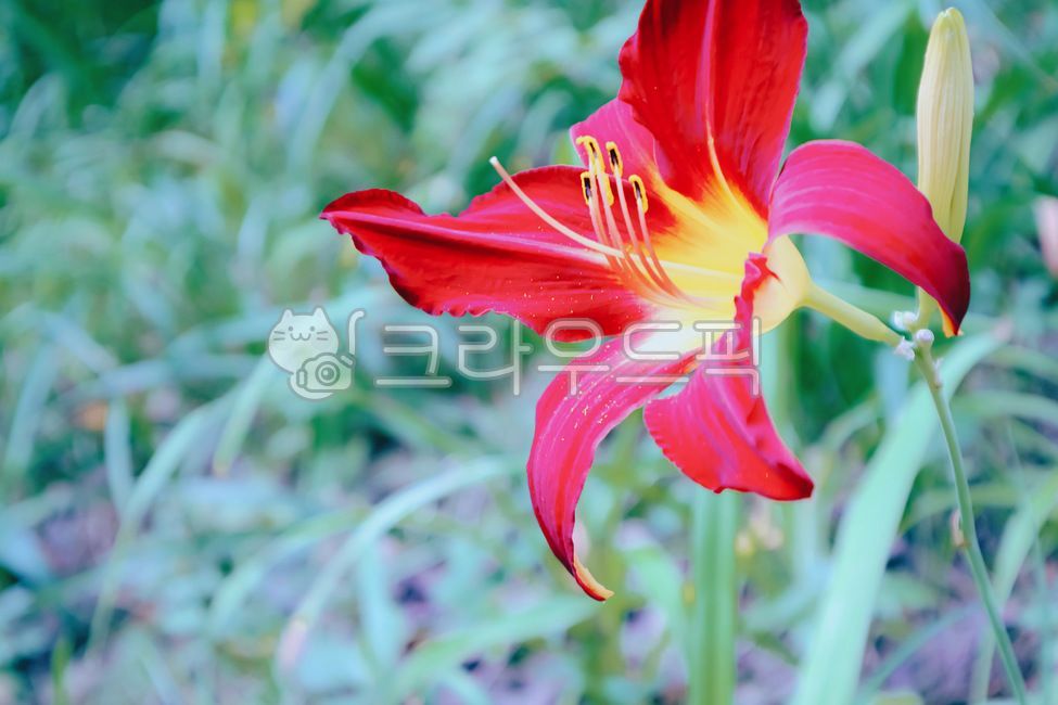 백합,꽃놀이,봄,감성사진,꽃,자연,식물,휴식,힐링,힐링꽃,여름,수목원,식물원,생태,노란색,노란꽃,개화,환경,야생화,배경,소풍,피크닉,야외,외출,배경화면,따뜻한,가로,아시아,한국,붉은백합,릴리,붉은릴리,한송이