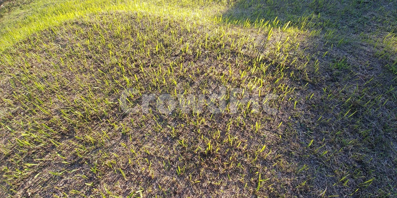 띠,띠풀,삘기풀,벼과,여러해살이풀,야생초,식물,자연,식물,자연,plants,nature