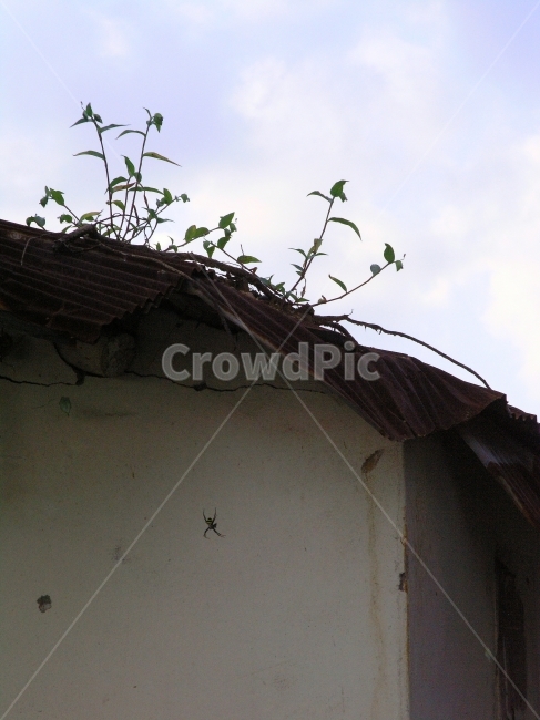 빈티지,달동네,빈민촌,슬럼가,가난,초라한,하우스,마을,house,역사,기록,집,콘텐츠,생활,삶,변두리,외진,낙후된,재개발,철거,poor,정겨운,그리움,과거,시간,흔적,옛날,오래된,old,어제,필름,아날로그,yesterday,feeling,감성,거미,잡초,지붕,하늘,구름,빈티지사진,빈티지느낌,빈티지감성,vintage,건축물,건물외관,exterior,building,structure,architecture,construction