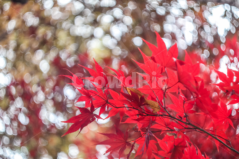 가을,가을색,단풍,만추,가을이미지,자연,풍경,autumn,season,계절,아름다운,식물,fall,가을,계절,fall,autumn,season,식물,자연,plants,nature,leaf,잎,plant,tree,나무