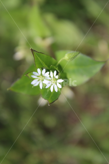 야생화,들꽃,들에핀꽃,야생꽃,작은꽃,칼라풀,식물,자연,plants,nature,꽃,flower