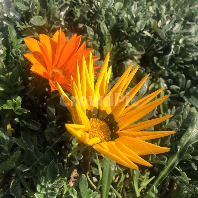 plant,식물,꽃,flower,blossom