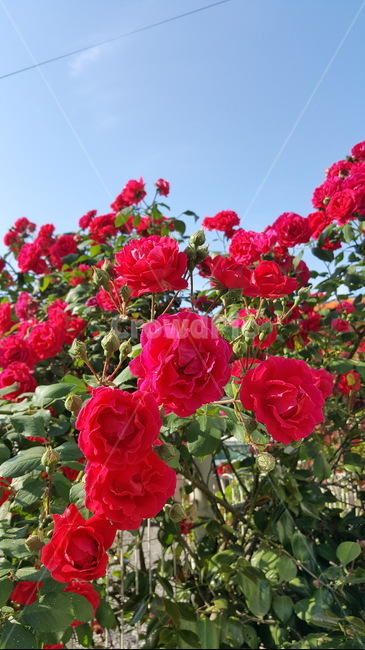 장미,장미다발,장미넝쿨,rose,꽃,red,식물,자연,plants,nature,꽃,flower
