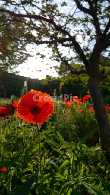 양귀비,들꽃,들위에핀,빨강,빨간꽃,식물,자연,plants,nature,꽃,flower
