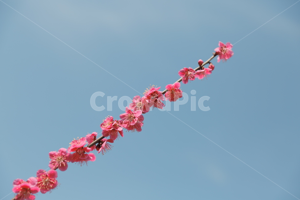 매화,꽃,홍매화,청매화,매실꽃,매화나무,봄,봄,계절,spring,season,식물,자연,plants,nature,꽃,flower,plant,petal,꽃잎,blossom
