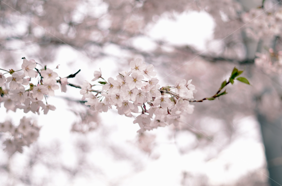 꽃,벚꽃,나무,자연,식물,flower,plant,tree,nature