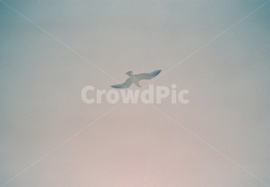 갈매기,하늘,새,해변가,필름사진,bird,seagull,gull