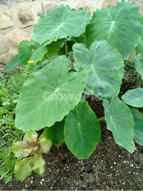토란,토란잎,채소,야채,토란재배,농작물,식물,자연,plants,nature,농업,농사,agriculture,farming,farming industry