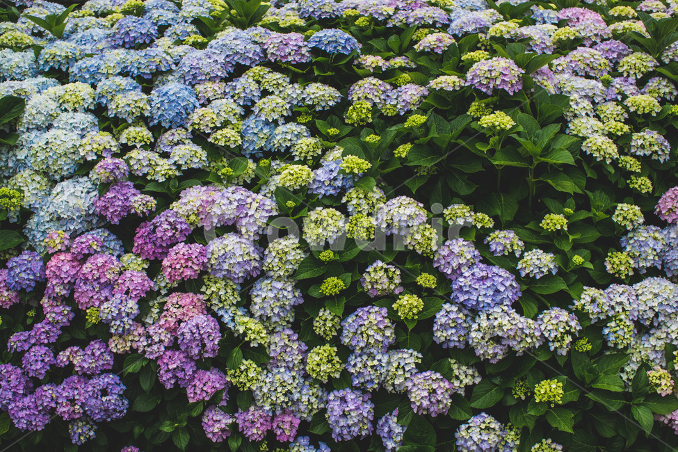 꽃,수국,파란색꽃,파란색,보라색,여름꽃,식물,자연,plants,nature,꽃,flower