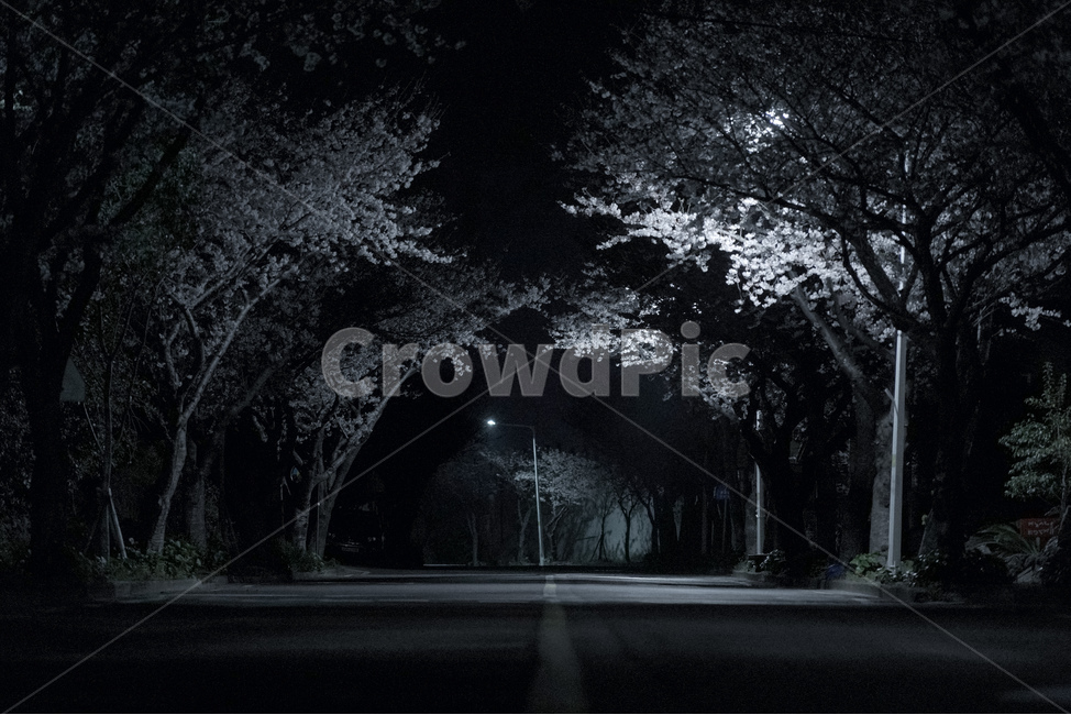 벚꽃,벚꽃길,터널,야경,도로,도시,풍경,city,landscape,흑백,모노톤,monochrome,black and white,asphalt,아스팔트,urban,어반,town,building,건물,시티,street,거리,road