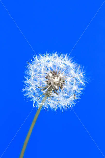 민들레홀씨,민들레,홀씨,꽃씨,씨앗,식물,클로즈업,파란색,정물,자연,꽃