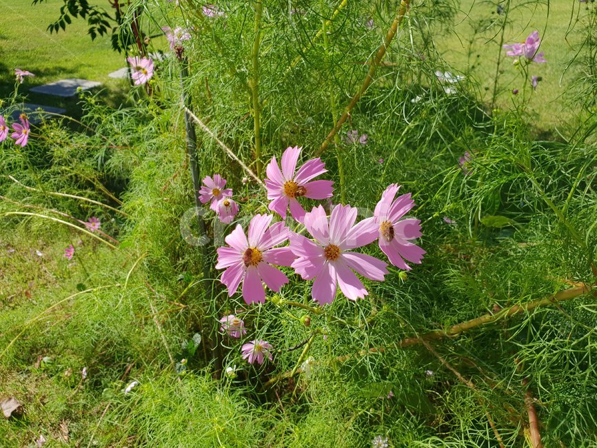 코스모스,plant,식물,꽃,flowers