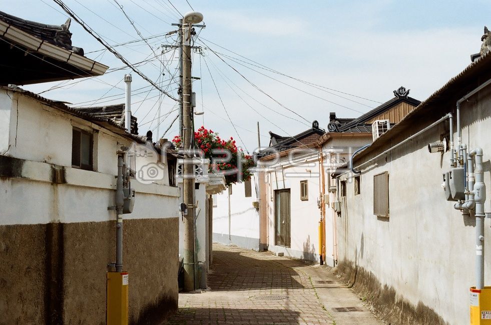 경북,경주시,경주,꽃,장미,황남동,황리단길