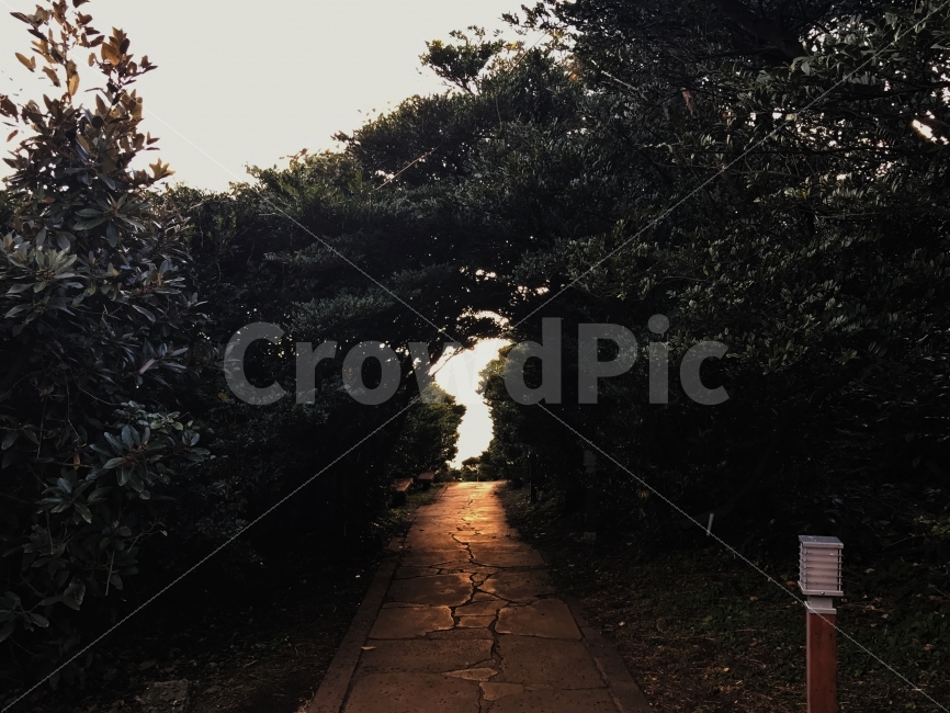 한반도,제주도,배경사진,분위기,나무,노을,감성,자연,풍경,nature,landscape,path,통로,flagstone,판석