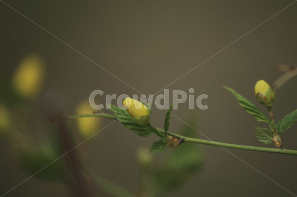 plant,식물,leaf,잎,spring,봄,yellow,노란,flower,blossom,꽃,yellowflower,노란꽃,꽃봉오리