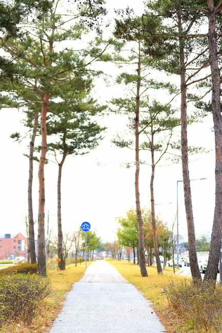 길,오솔길,소나무,산책,잔디,봄,봄길,산책길