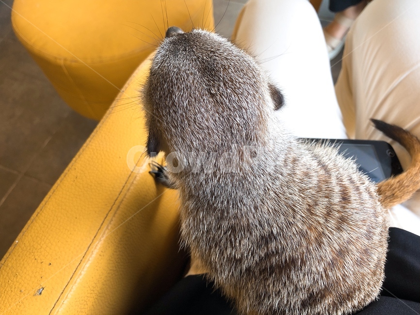 동물,미어캣,반려동물,귀여운,카페,meerkat,cafe,cute,뒷모습