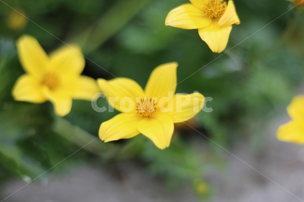 꽃,들꽃,야생화,flower,식물,식물,자연,plants,nature,꽃,flower