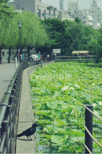 일본,우에노,까마귀,공원,연잎,연꽃,도쿄,japan,ueno,crow,park,tokyo,동물,animal,조류,새,birds