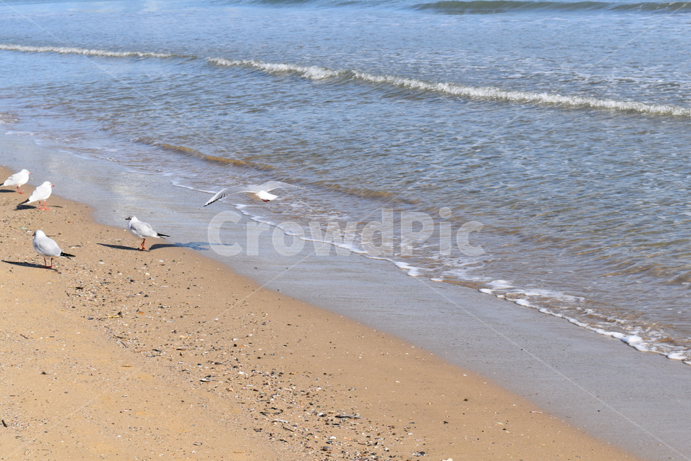 바다,갈매기,새,파도,해안,해변,모래사장,beach,sea,bird,wave,fly,해변,바다,beach,sea,동물,animal,조류,새,birds