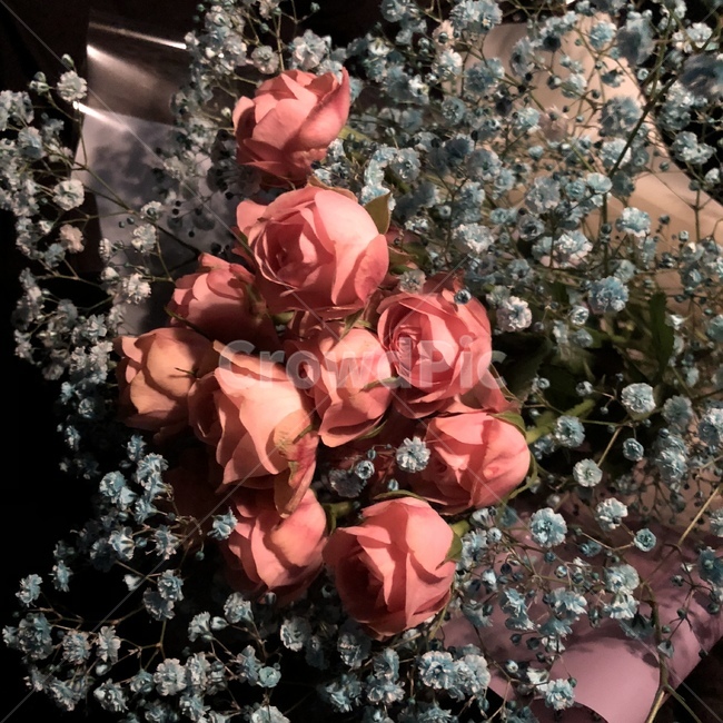 장미꽃,꽃,꽃다발,핑크,안개꽃