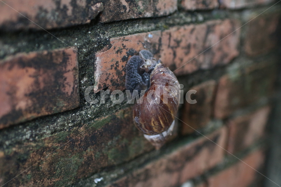 달팽이,동물,연체동물,벽,snail,자연,동물,animal