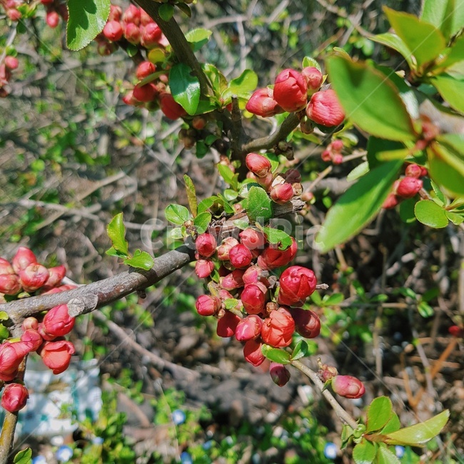 식물,plant,flower,꽃,봄