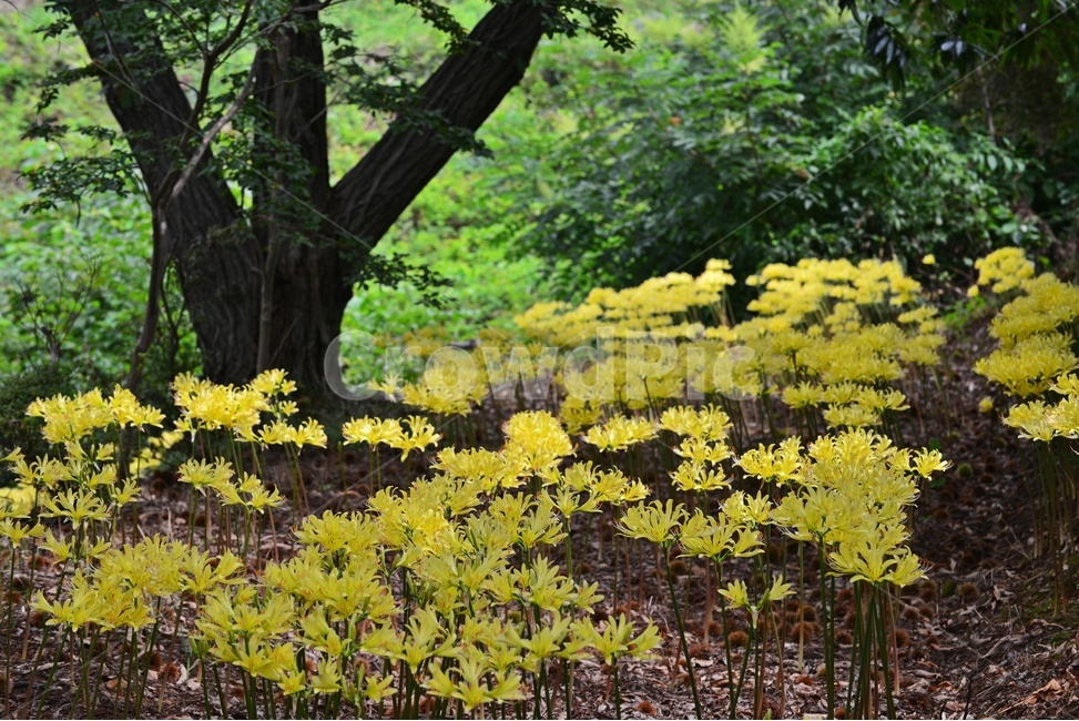 plant,식물,flower,blossom,꽃,나무,상사화,꽃무릇,식물,자연,plants,nature,꽃,flower