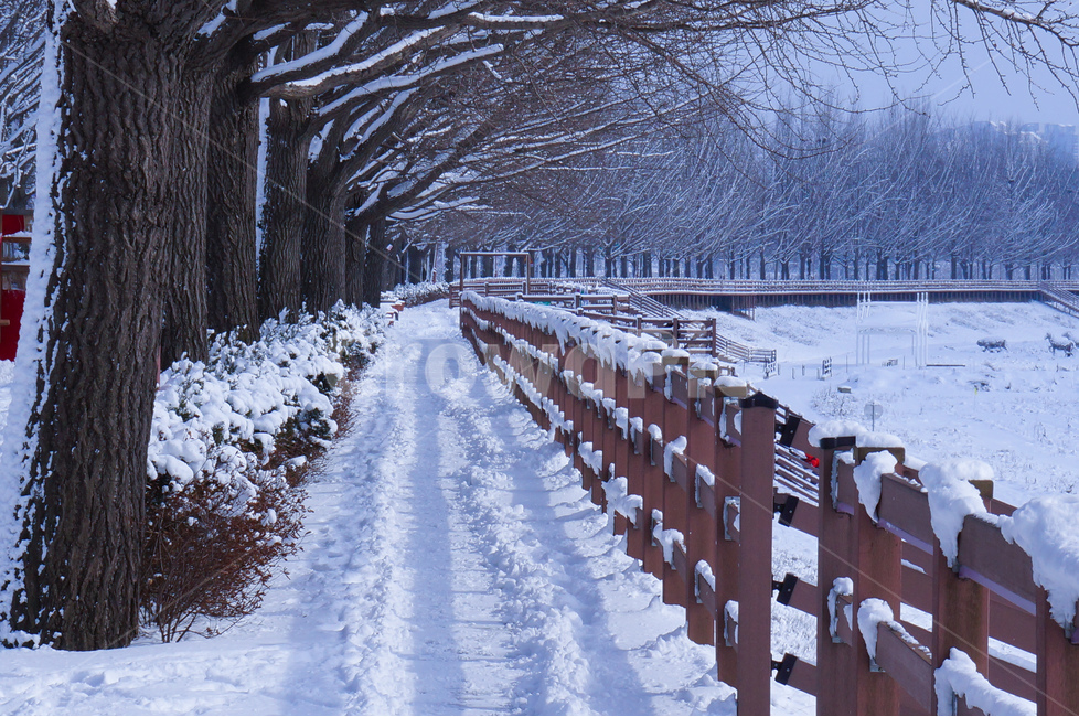 은행나무길,설경,눈,데크길,풍경,겨울,겨울,계절,winter,season,자연,풍경,nature,landscape,한국자연풍경,한국자연경관,korea nature landscape,식물,plants,나무,trees,wood,outdoors,옥외