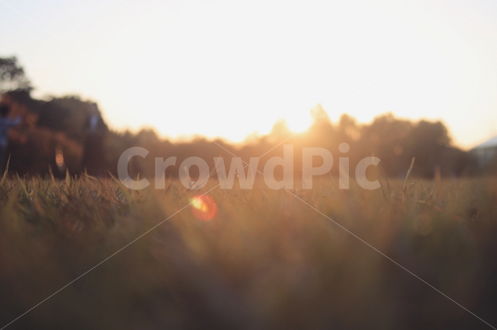 노을,역광,전주수목원,한국도로공사수목원,잔디,자연,풍경,nature,landscape,감성,sensible,feeling
