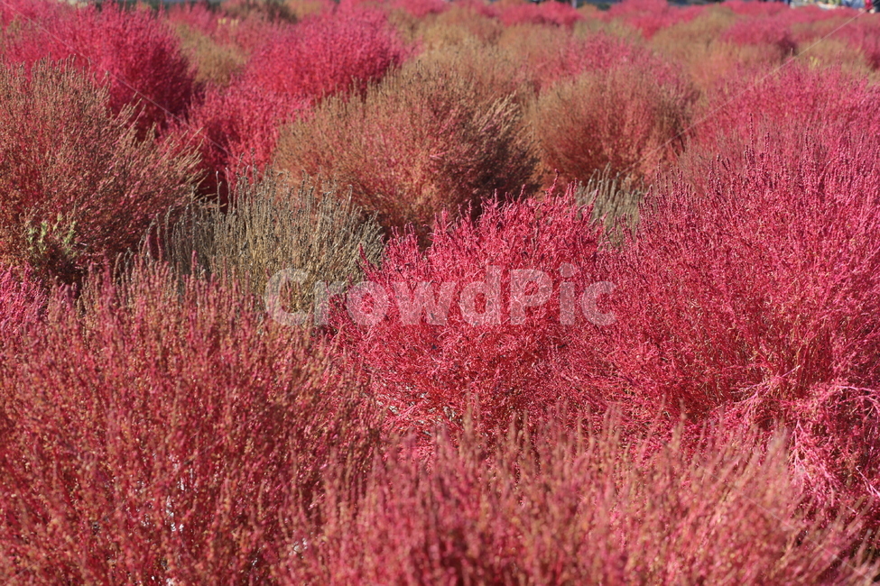 핑크,식물,풀,댑싸리,붉은댑싸리,식물,자연,plants,nature