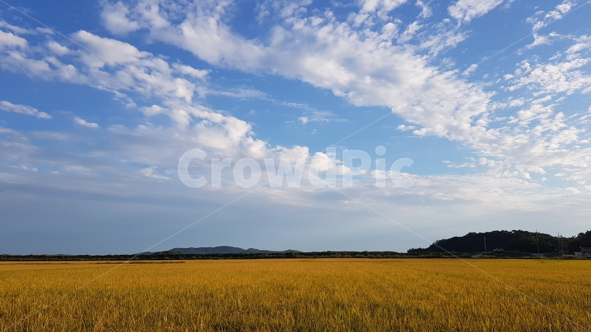자연,추수,가을,벼,하늘,산,풍경