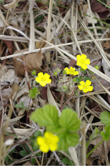 꽃,flower,계절,봄,spring,식물,plant,자연,nature,식물,자연,plants,nature,꽃,flower