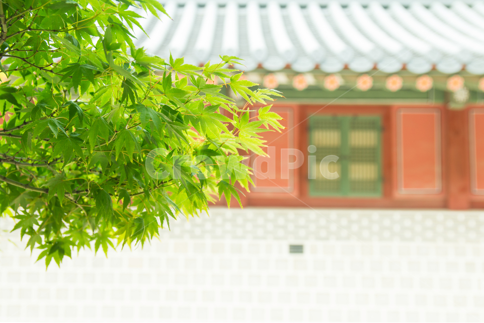 궁전,궁궐,고궁,덕수궁,나뭇잎,단풍잎,초록색,녹색,풍경,경치,아름다운,문화,유산,전통,문화유산,창,창문,지붕,기와지붕,기와,단청,한국전통,한국문화,korean traditional,korean culture,랜드마크,landmark,tourist attraction,한국랜드마크,한국관광지,한국명소,korea landmark,korea tourist attraction