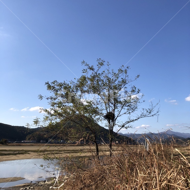 nature,자연,outdoors,옥외,savanna,대초원,grassland,목초지,field,들,새둥지,나무,tree,자연,풍경,nature,landscape