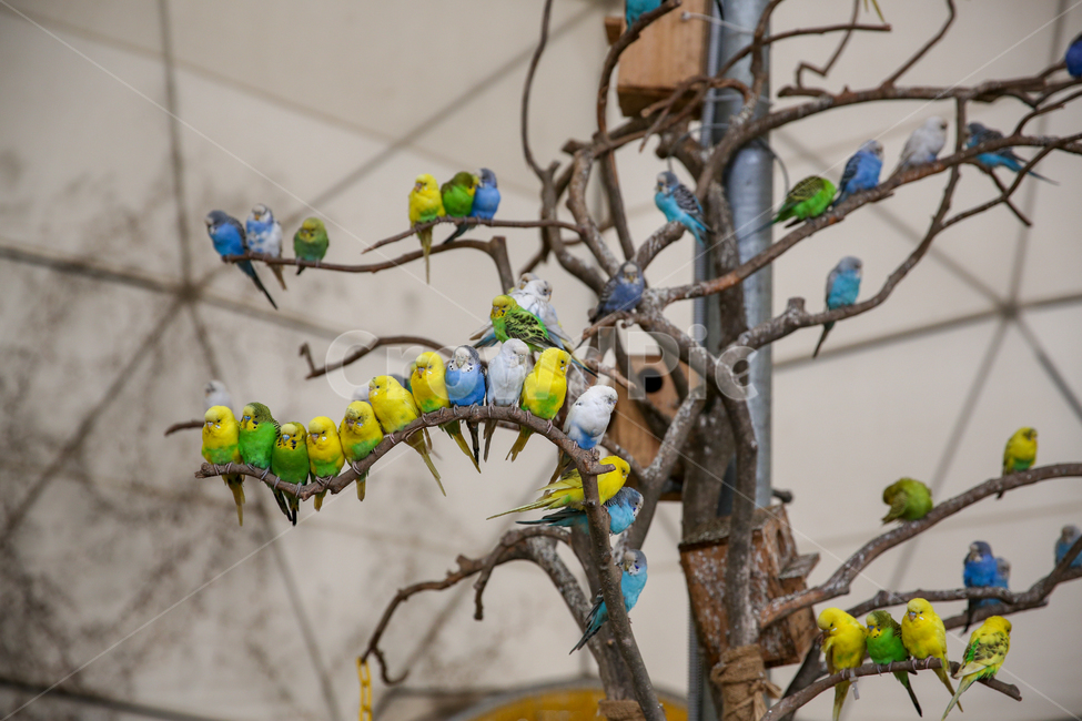 제주화조원,화조원,동물원,조류,새,잉꼬,동물,animal,조류,새,birds