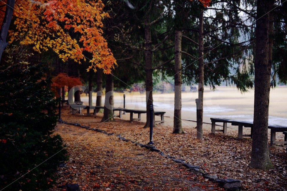 가을,계절,단풍,나무,자연,풍경,낙엽,낙엽길,autumnal,season,autumncolors,tree,nature,landscape,scenery,scene,view,fallenleaves,deadleaves,자연,풍경,nature,landscape,가을,계절,fall,autumn,season,plant,식물,leaf,잎,ground,바닥