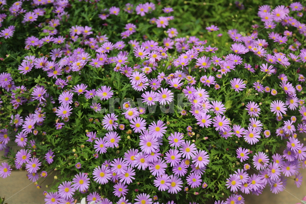 꽃,자연,계절,보라색꽃,보라색,식물,자연,plants,nature,꽃,flower