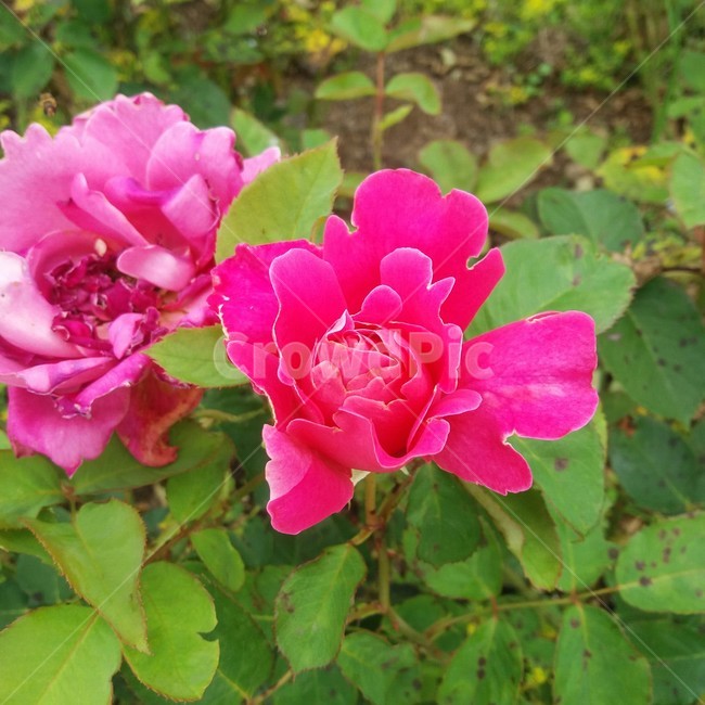 장미,여름장미,장미꽃,꽃,미니장미