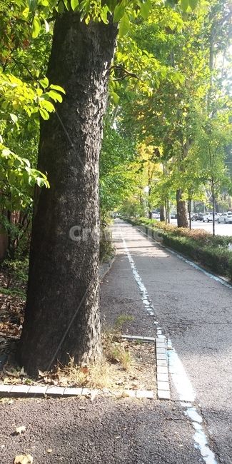가로수,나무,초록,길,자연