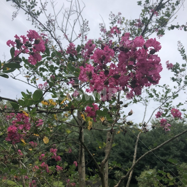 식물,꽃,잎,분홍꽃,나뭇가지,plant,flower,leaf,branch