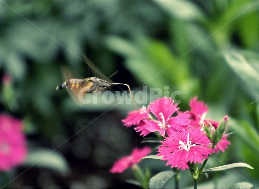꿀벌,곤충,벌,꽃,동물,식물,자연,plants,nature,꽃,flower,곤충,벌레,insect,bug