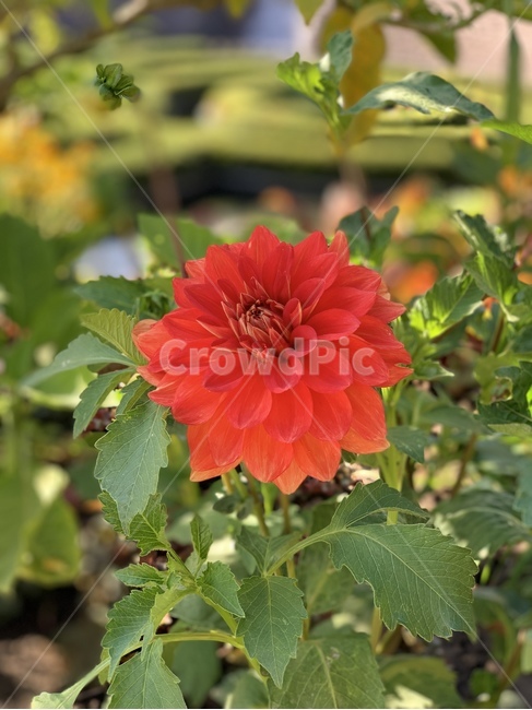 꽃,가을,주황색,식물,달리아,dahlia,plant,blossom,flower,자연,식물,자연,plants,nature,꽃,flower