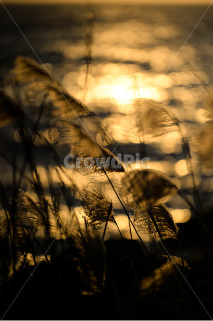 일몰,해질녘,노을,하늘,풍경,구름,제주도,제주,가을,계절,fall,autumn,season,식물,자연,plants,nature,grass,잔디,plant,lawn,reed,갈대
